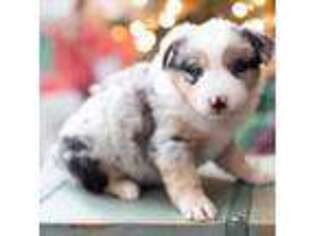 Miniature Australian Shepherd Puppy for sale in Rolla, MO, USA