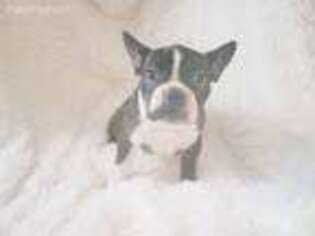 French Bulldog Puppy for sale in Jackson Heights, NY, USA