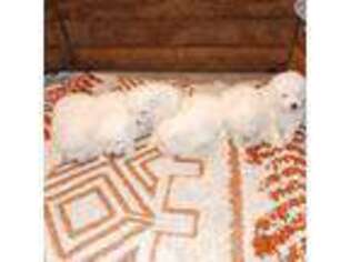 Samoyed Puppy for sale in Climax Springs, MO, USA