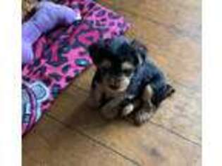 Yorkshire Terrier Puppy for sale in Pinole, CA, USA