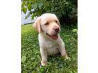 Labrador Retriever Puppy for sale in Vevay, IN, USA