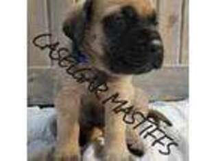 Mastiff Puppy for sale in Nevada, MO, USA