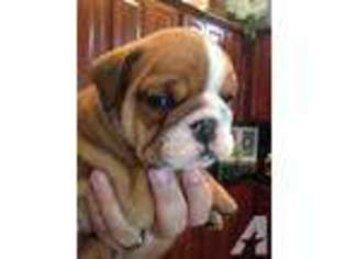 Bulldog Puppy for sale in SPARKS, NV, USA
