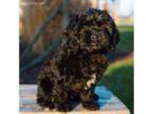 Cock-A-Poo Puppy for sale in Newville, PA, USA