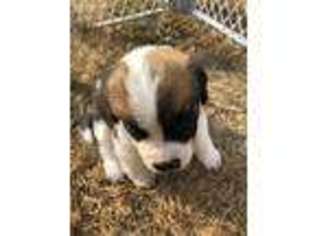 Saint Bernard Puppy for sale in Olympia, WA, USA