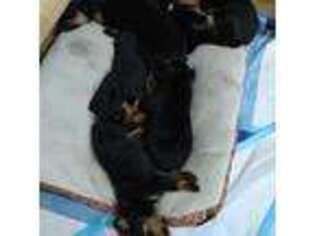 Rottweiler Puppy for sale in Sanderson, FL, USA