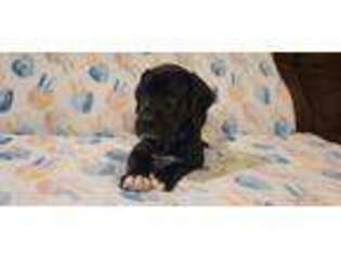 Great Dane Puppy for sale in Kannapolis, NC, USA