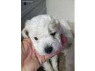 Bichon Frise Puppy for sale in Spraggs, PA, USA