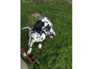 Dalmatian Puppy for sale in King George, VA, USA