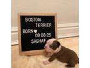 Boston Terrier Puppy for sale in Miami, FL, USA