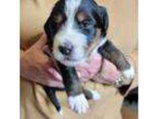 Mutt Puppy for sale in Hurlock, MD, USA