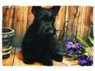 Scottish Terrier Puppy for sale in Vandalia, MO, USA