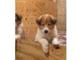 Collie Puppy for sale in Tonica, IL, USA