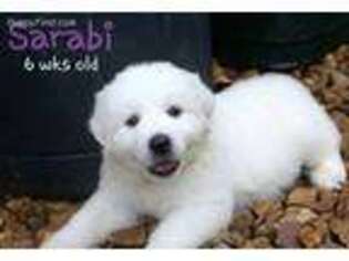 Great Pyrenees Puppy for sale in Brookville, IN, USA