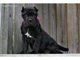 Neapolitan Mastiff Puppy for sale in Custar, OH, USA