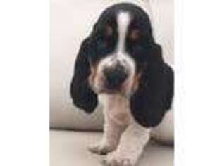 Basset Hound Puppy for sale in Onsted, MI, USA