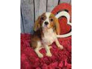 Cavalier King Charles Spaniel Puppy for sale in Bokchito, OK, USA