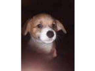 Pembroke Welsh Corgi Puppy for sale in Stephens City, VA, USA