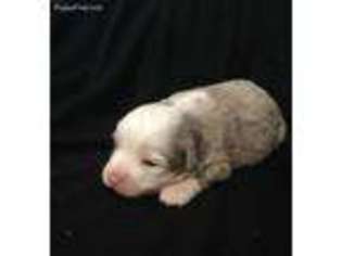 Miniature Australian Shepherd Puppy for sale in Munfordville, KY, USA