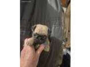 Pug Puppy for sale in Bluffton, IN, USA