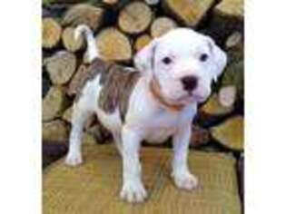 Alapaha Blue Blood Bulldog Puppy for sale in Shelocta, PA, USA