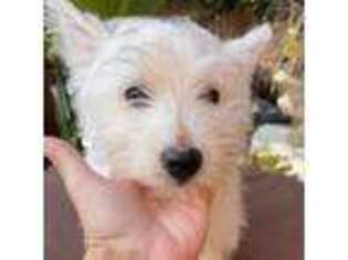 West Highland White Terrier Puppy for sale in Menlo Park, CA, USA