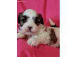 Shih-Poo Puppy for sale in Mc Clure, PA, USA