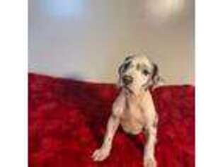 Great Dane Puppy for sale in Grandview, TX, USA