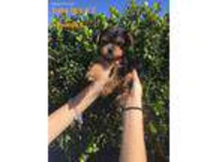 Yorkshire Terrier Puppy for sale in League City, TX, USA