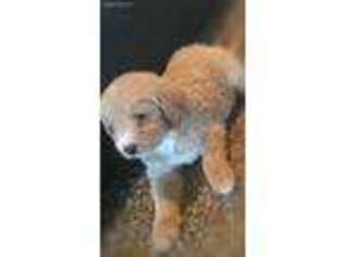 Labradoodle Puppy for sale in Saint Johns, AZ, USA