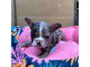 French Bulldog Puppy for sale in Ontario, CA, USA