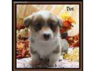 Pembroke Welsh Corgi Puppy for sale in Ainsworth, NE, USA