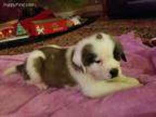Saint Bernard Puppy for sale in Helena, MT, USA
