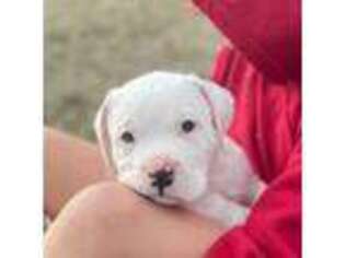 American Bulldog Puppy for sale in Leicester, NC, USA