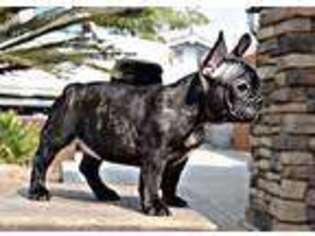 French Bulldog Puppy for sale in Ashland, OR, USA