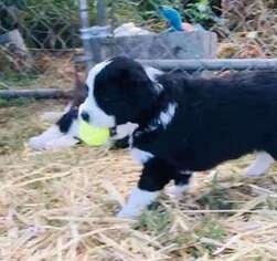 Mutt Puppy for sale in Langley, WA, USA