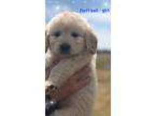Labradoodle Puppy for sale in Tecumseh, OK, USA