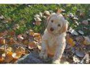 Labradoodle Puppy for sale in WAUKON, IA, USA