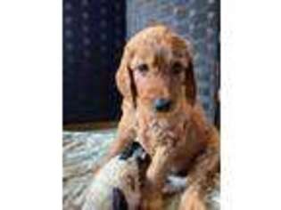 Goldendoodle Puppy for sale in Wisconsin Rapids, WI, USA