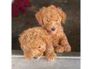 Goldendoodle Puppy for sale in Yakima, WA, USA