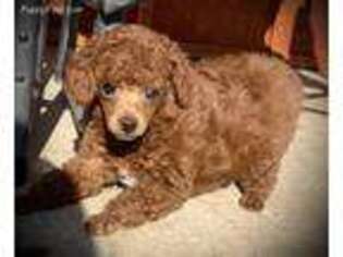 Mutt Puppy for sale in Cashmere, WA, USA