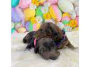 Mutt Puppy for sale in Weatherford, TX, USA