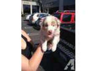Mutt Puppy for sale in COSTA MESA, CA, USA