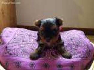 Yorkshire Terrier Puppy for sale in Arthur, IL, USA