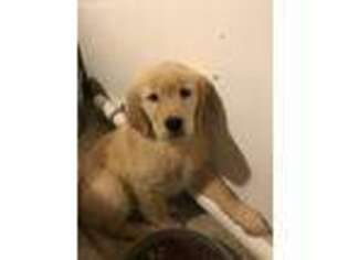 Golden Retriever Puppy for sale in Moses Lake, WA, USA