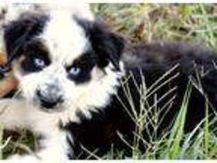 Miniature Australian Shepherd Puppy for sale in West Plains, MO, USA