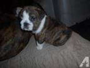 Bulldog Puppy for sale in DAMASCUS, MD, USA