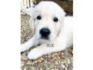Mutt Puppy for sale in Hockley, TX, USA