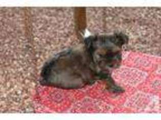 Yorkshire Terrier Puppy for sale in DURANT, OK, USA
