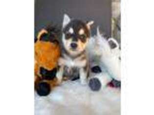 Alaskan Klee Kai Puppy for sale in Philippi, WV, USA